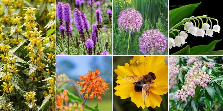 7684556 Small Flower Plant Ideas