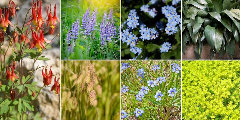 5232795 Plants For Under Oak Trees