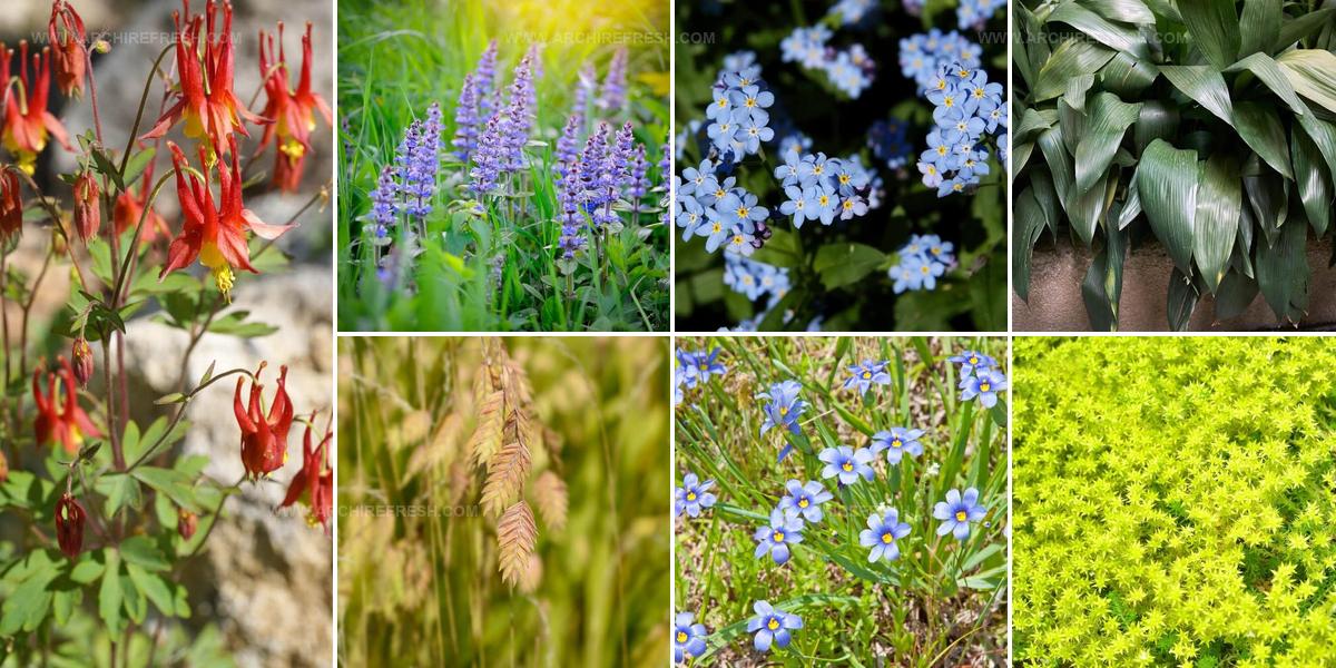 5232795 Plants For Under Oak Trees