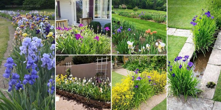 5259361 Iris Arrangement Ideas