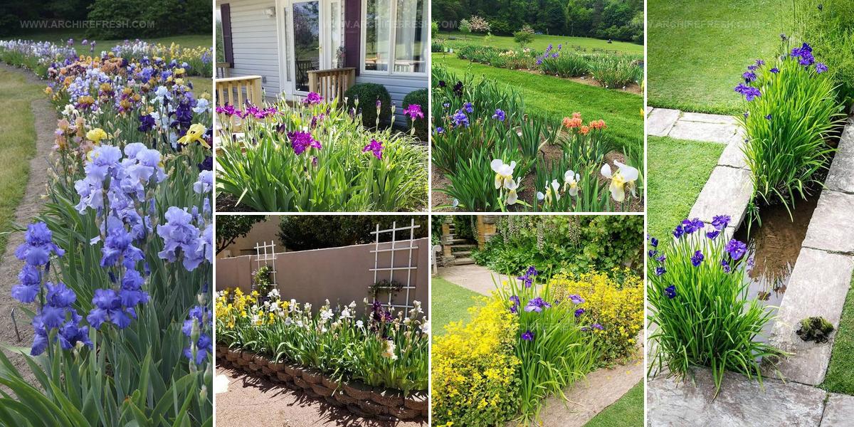 5259361 Iris Arrangement Ideas