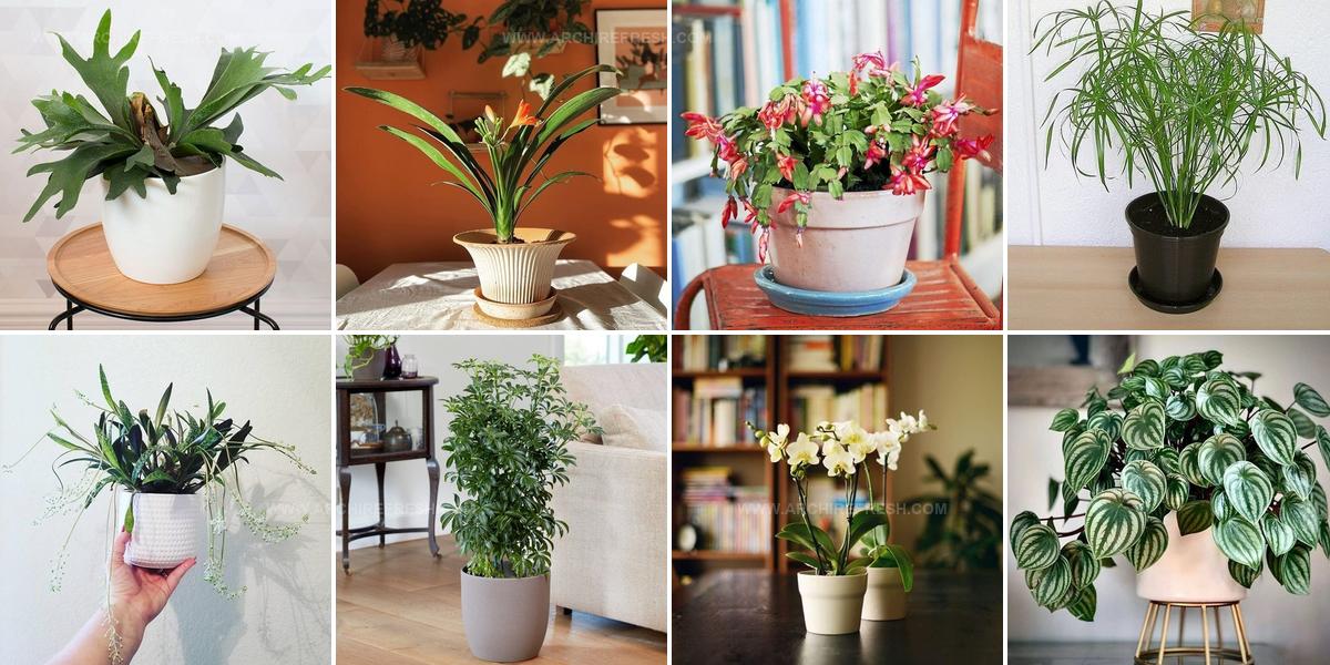 8347674 Houseplant Planting Guide