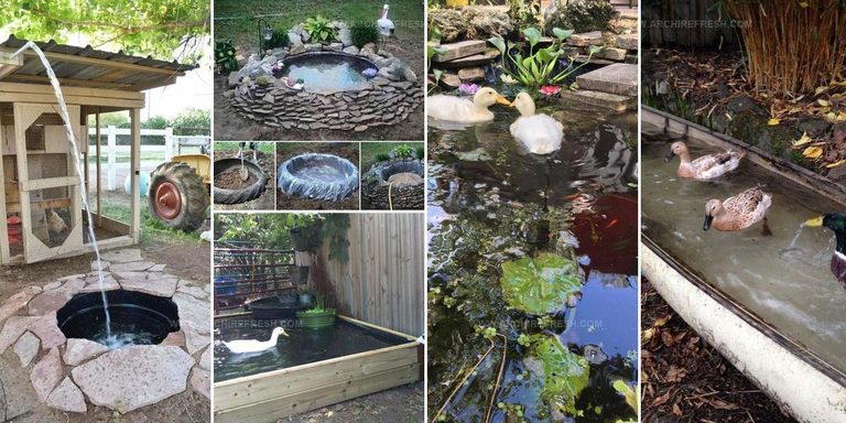 7406042 Backyard Duck Pond Ideas