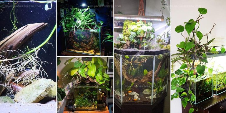 6834183 Pothos Aquarium Ideas