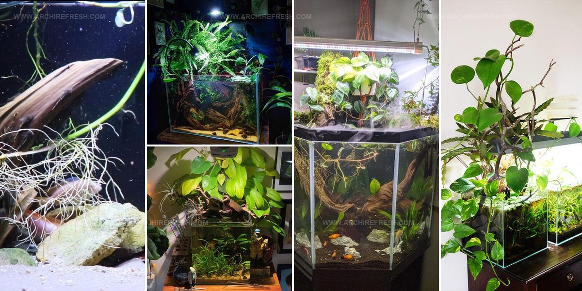 6834183 Pothos Aquarium Ideas