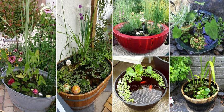 5218361 Mini Pond Ideas