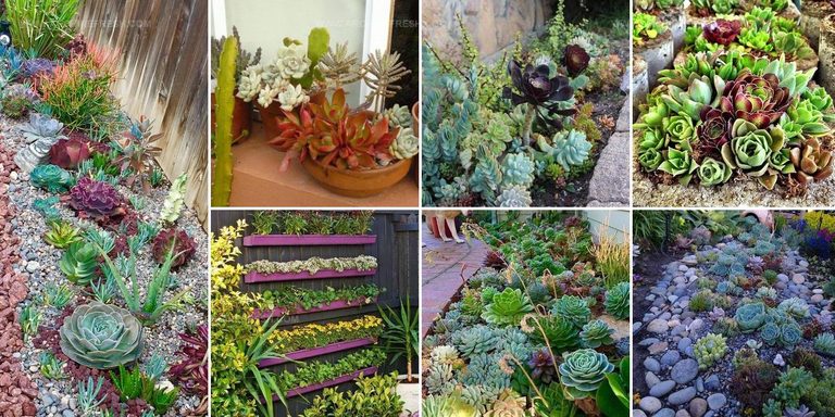 3547554 Outdoor Succulent Garden Ideas