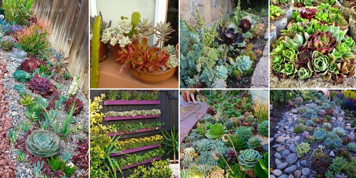 3547554 Outdoor Succulent Garden Ideas