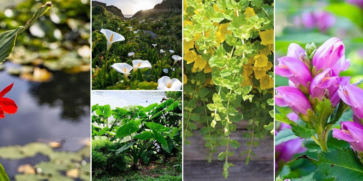 1079549 Water Loving Plants For Wet Areas
