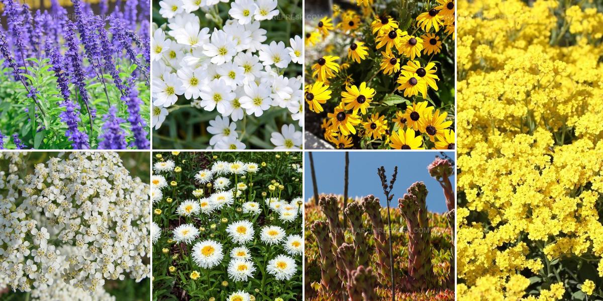 5996334 Sun Loving Perennial Ideas