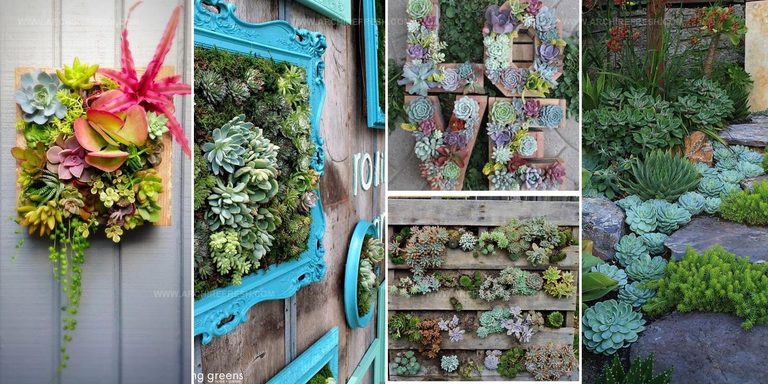 5508871 Succulent Garden Ideas For Backyards