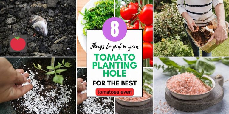 9937330 Tomato Planting Hole Tips