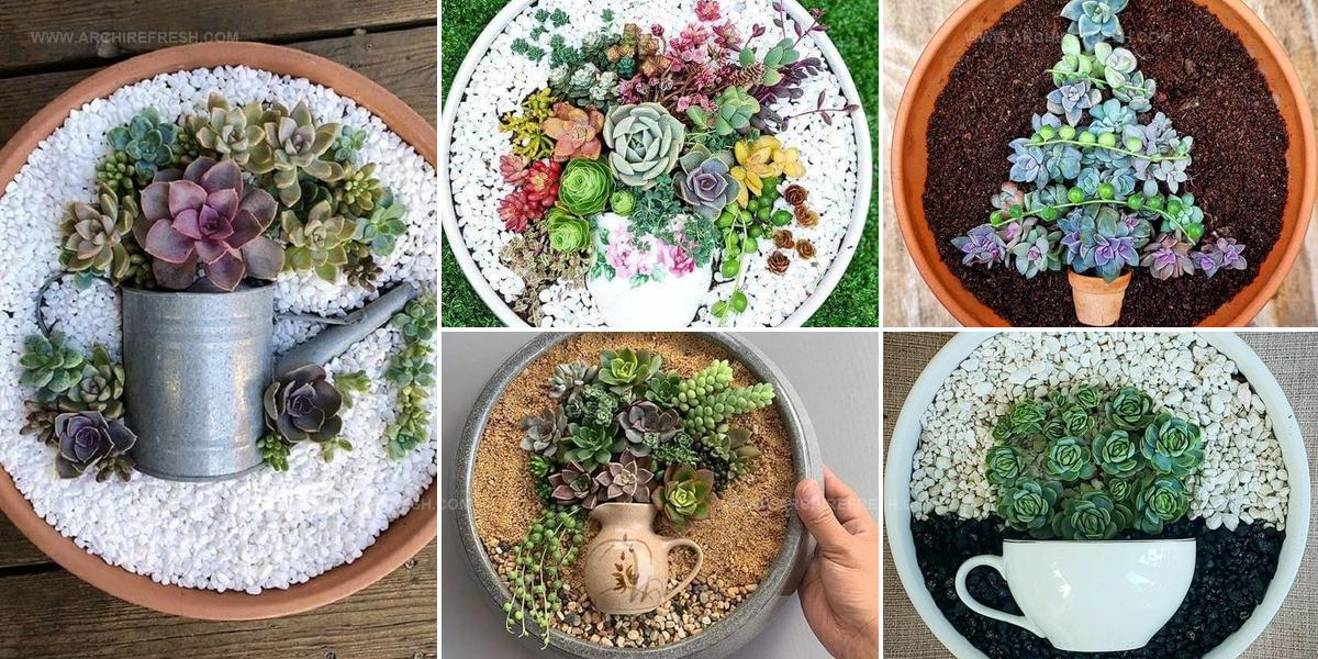 8693833 Succulent Planter Display Ideas
