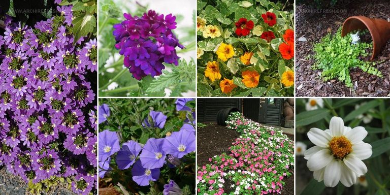 4249333 Plants For Spilled Pots