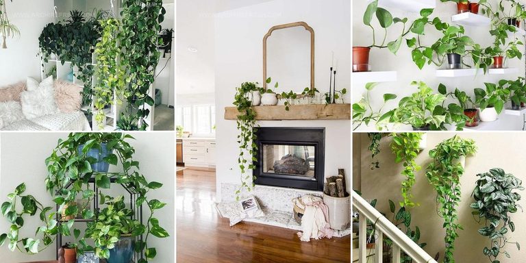 3018060 Pothos Display Ideas For Homes