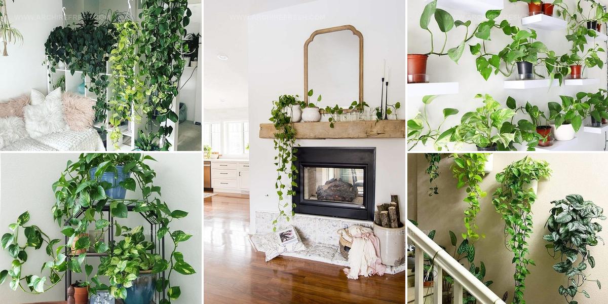 3018060 Pothos Display Ideas For Homes