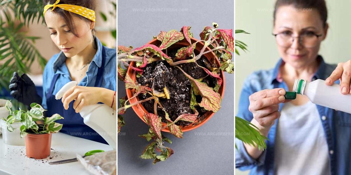 5164947 Dying Plant Revival Tips