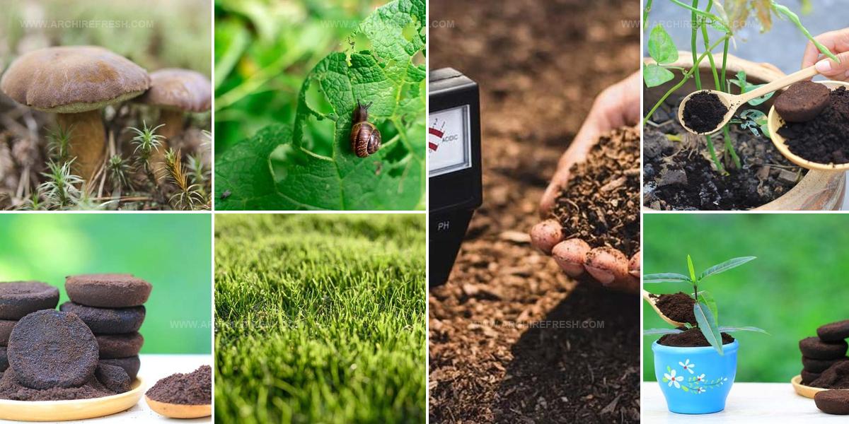 3355518 Coffee Ground Garden Hacks