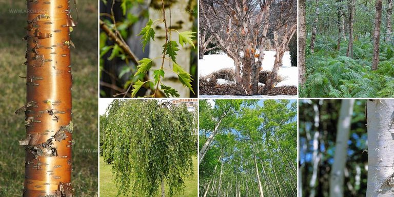 7219907 Birch Tree Types For Gardens