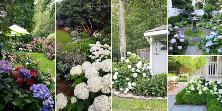 6907648 Hydrangea Garden Ideas