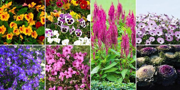 9547705 Annual Flower Ideas For Gardens