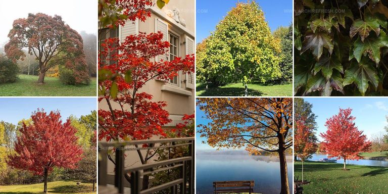 7708469 Maple Tree Types For Gardens