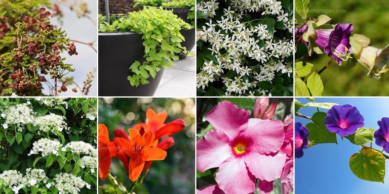 1497333 Perennial Flowering Vine Ideas