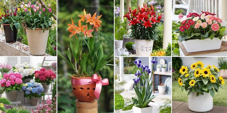 9207172 Popular Flowers Around The World