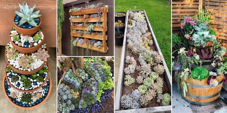 8501503 Succulent Garden Ideas