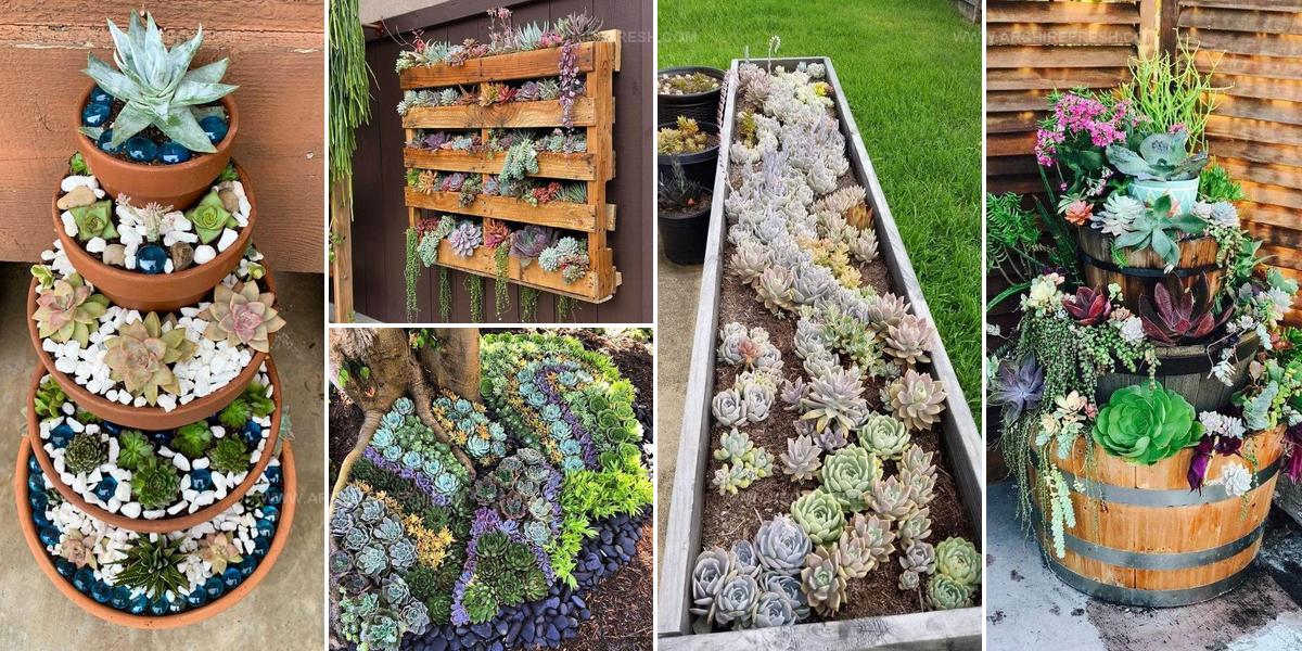 8501503 Succulent Garden Ideas