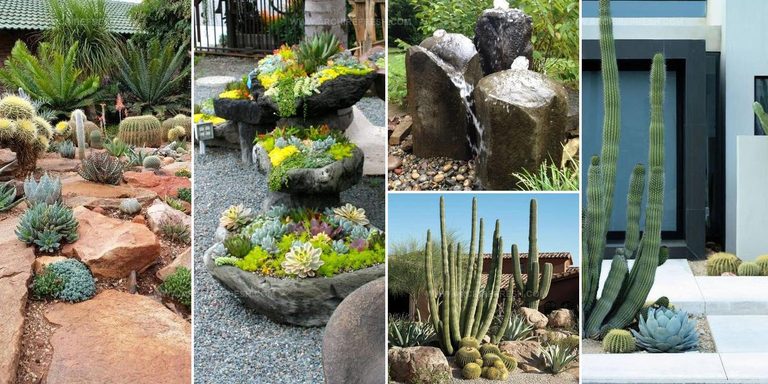 3301552 Desert Garden Design Ideas
