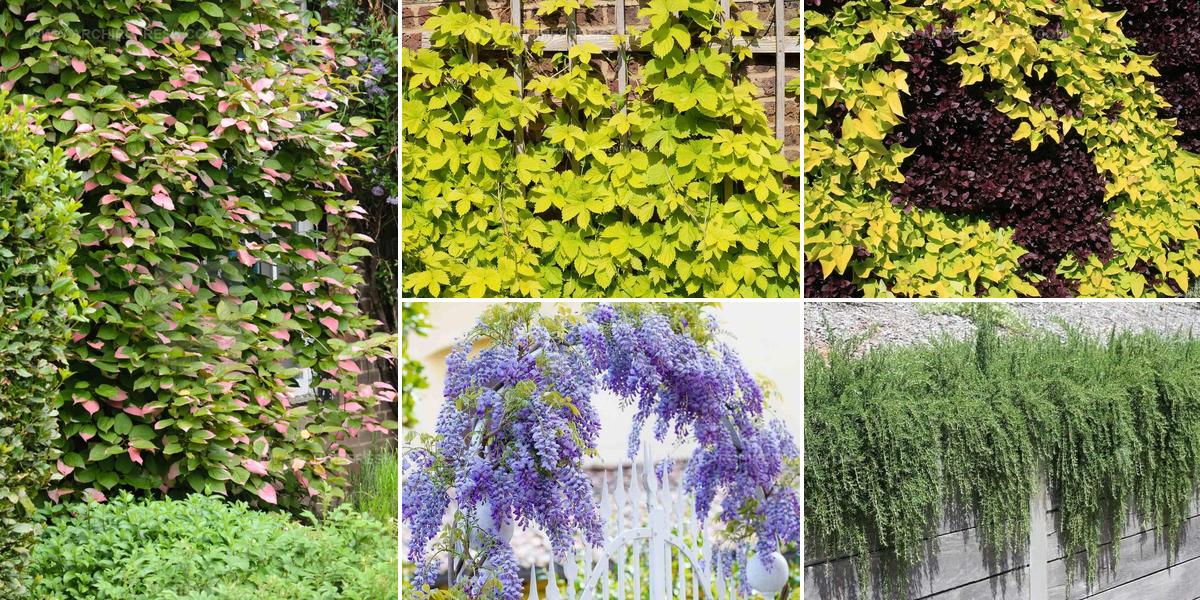 5221475 Climbing Plants For Landscaping
