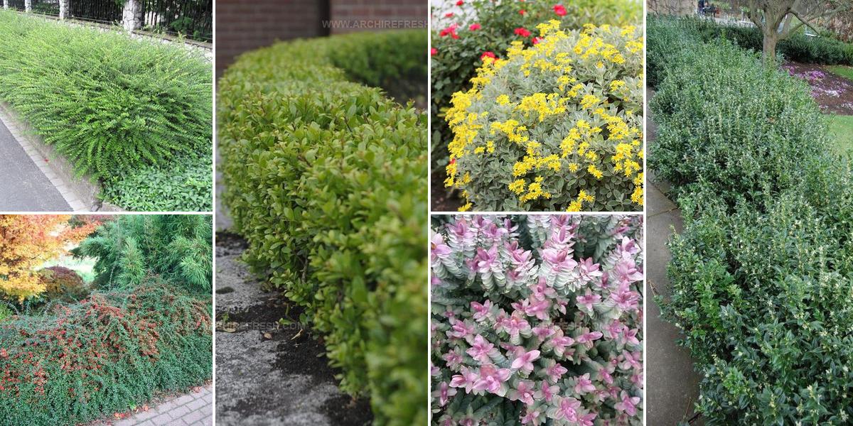3060822 Low Hedge Plant Ideas