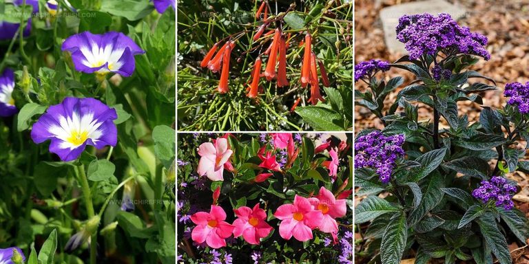 7363973 Hanging Flower Ideas For Gardens