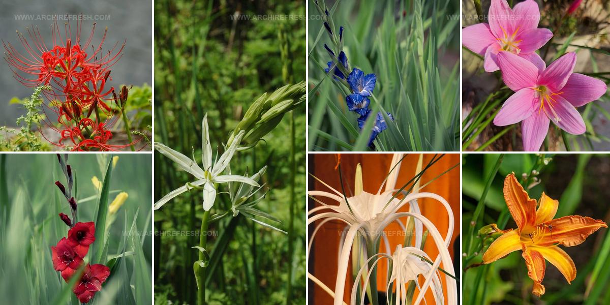 6675025 Bulb Flower Ideas For Gardens