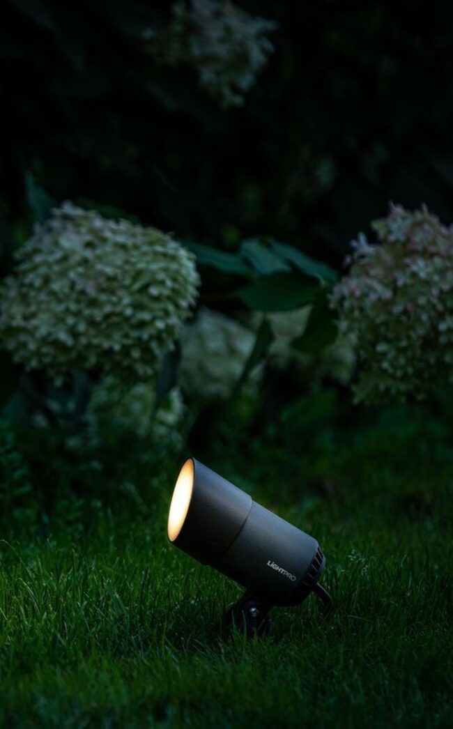 Illuminating the Night’s Blooms